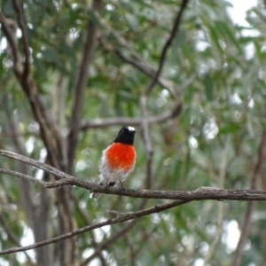 Petroica boodang at Majura, ACT - 15 Mar 2016