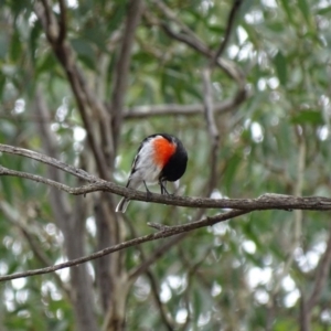 Petroica boodang at Majura, ACT - 15 Mar 2016