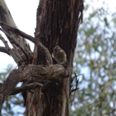 Pachycephala pectoralis at Majura, ACT - 15 Mar 2016