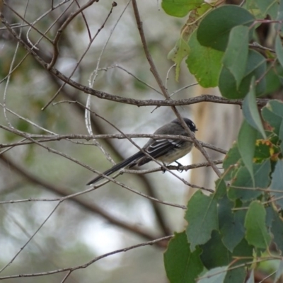 Rhipidura albiscapa (Grey Fantail) at Majura, ACT - 15 Mar 2016 by AaronClausen