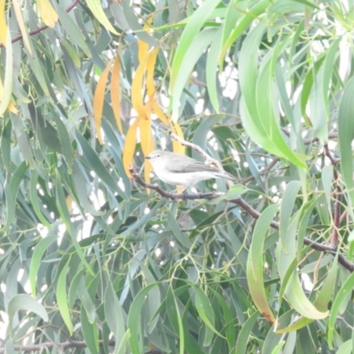 Gerygone fusca (Western Gerygone) at McQuoids Hill - 13 Mar 2016 by RyuCallaway