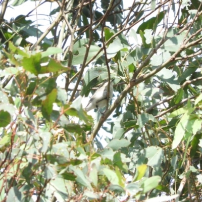 Gerygone fusca (Western Gerygone) at Sutton, NSW - 13 Mar 2016 by ArcherCallaway