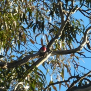 Petroica rosea at Fadden, ACT - 16 May 2015