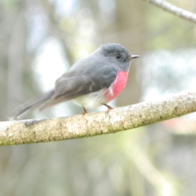 Petroica rosea (Rose Robin) at Fadden, ACT - 1 Aug 2015 by ArcherCallaway