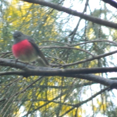 Petroica rosea (Rose Robin) at Fadden, ACT - 22 Aug 2015 by ArcherCallaway