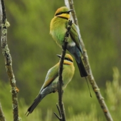 Merops ornatus (Rainbow Bee-eater) at Stromlo, ACT - 3 Nov 2015 by JohnBundock