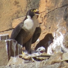 Falco peregrinus (Peregrine Falcon) at Kambah, ACT - 24 Oct 2014 by JohnBundock