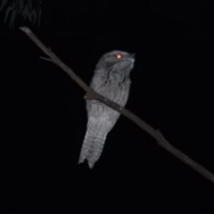Podargus strigoides (Tawny Frogmouth) at Gowrie, ACT - 9 Feb 2016 by ArcherCallaway