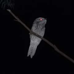 Podargus strigoides (Tawny Frogmouth) at Gowrie, ACT - 9 Feb 2016 by RyuCallaway