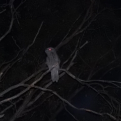 Podargus strigoides (Tawny Frogmouth) at Fadden, ACT - 13 Mar 2016 by ArcherCallaway