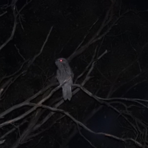 Podargus strigoides at Fadden, ACT - 13 Mar 2016