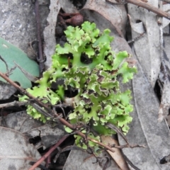 Heterodea sp. (A lichen) at Fadden, ACT - 11 Mar 2016 by RyuCallaway