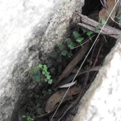 Asplenium flabellifolium (Necklace Fern) at McQuoids Hill - 13 Mar 2016 by RyuCallaway