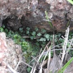 Asplenium flabellifolium (Necklace Fern) at McQuoids Hill - 13 Mar 2016 by RyuCallaway