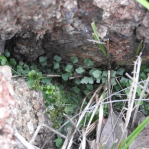 Asplenium flabellifolium at McQuoids Hill - 14 Mar 2016