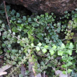 Asplenium flabellifolium at McQuoids Hill - 14 Mar 2016