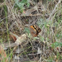 Heteronympha merope (Common Brown Butterfly) at McQuoids Hill - 13 Mar 2016 by RyuCallaway