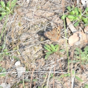 Junonia villida at McQuoids Hill - 14 Mar 2016 09:39 AM