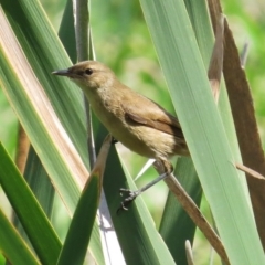 Acrocephalus australis (Australian Reed-Warbler) at Jerrabomberra Wetlands - 6 Mar 2014 by JohnBundock