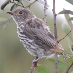 Pachycephala rufiventris (Rufous Whistler) at Greenway, ACT - 5 Jan 2016 by michaelb