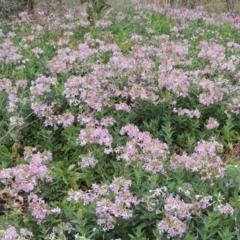 Saponaria officinalis (Soapwort, Bouncing Bet) at Greenway, ACT - 5 Jan 2016 by michaelb