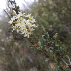 Bursaria spinosa (Native Blackthorn, Sweet Bursaria) at Pine Island to Point Hut - 5 Jan 2016 by michaelb