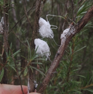 Callococcus acaciae at Greenway, ACT - 5 Jan 2016