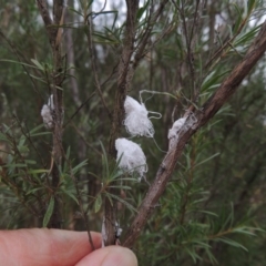 Callococcus acaciae at Greenway, ACT - 5 Jan 2016