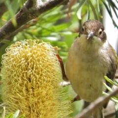 Melithreptus brevirostris (Brown-headed Honeyeater) at Paddys River, ACT - 14 Jan 2015 by JohnBundock