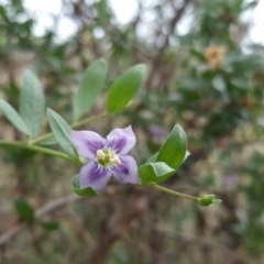 Lycium ferocissimum at Isaacs Ridge - 15 Jan 2016