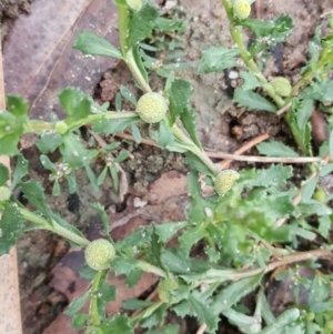 Centipeda cunninghamii at Jerrabomberra, ACT - 15 Jan 2016 08:41 AM