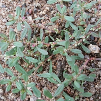 Polygonum plebeium (Small Knotweed) at Isaacs Ridge - 14 Jan 2016 by Mike