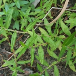 Persicaria prostrata at Jerrabomberra, ACT - 15 Jan 2016 08:45 AM