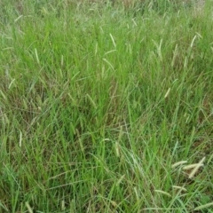 Setaria parviflora at Jerrabomberra, ACT - 15 Jan 2016