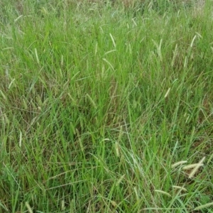 Setaria parviflora at Jerrabomberra, ACT - 15 Jan 2016