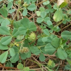 Medicago polymorpha (Burr Medic) at Isaacs Ridge - 15 Mar 2016 by Mike