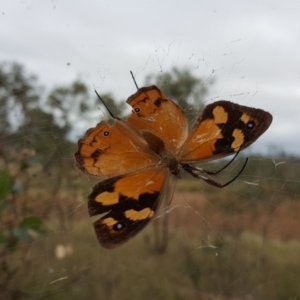 Heteronympha merope at Isaacs Ridge - 15 Mar 2016