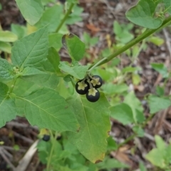 Solanum nigrum (Black Nightshade) at Isaacs Ridge Offset Area - 14 Mar 2016 by Mike