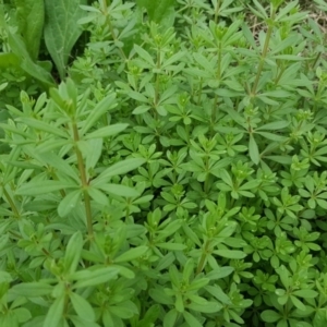 Galium aparine at Jerrabomberra, ACT - 15 Mar 2016