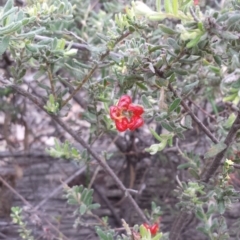 Grevillea alpina (Mountain Grevillea / Cat's Claws Grevillea) at Canberra Central, ACT - 25 Oct 2014 by ClubFED