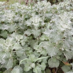 Marrubium vulgare (Horehound) at Isaacs Ridge Offset Area - 15 Mar 2016 by Mike