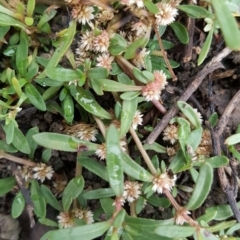 Alternanthera denticulata (Lesser Joyweed) at Jerrabomberra, ACT - 14 Mar 2016 by Mike