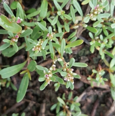 Polygonum plebeium (Small Knotweed) at Isaacs Ridge Offset Area - 15 Mar 2016 by Mike