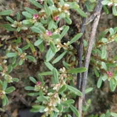 Polygonum plebeium at Isaacs Ridge Offset Area - 15 Mar 2016 09:21 AM