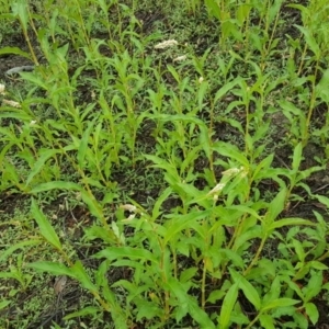 Persicaria lapathifolia at Isaacs Ridge Offset Area - 15 Mar 2016