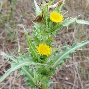 Sonchus asper at Jerrabomberra, ACT - 15 Mar 2016 09:24 AM