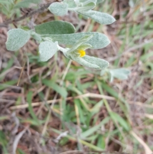 Chrysocephalum apiculatum at Jerrabomberra, ACT - 15 Mar 2016