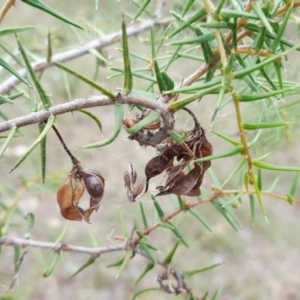 Acacia ulicifolia at Jerrabomberra, ACT - 15 Mar 2016