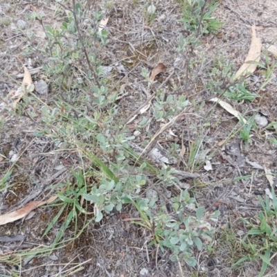 Hibbertia obtusifolia (Grey Guinea-flower) at Jerrabomberra, ACT - 14 Mar 2016 by Mike