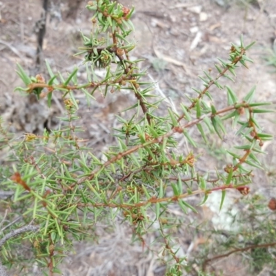 Acacia ulicifolia (Prickly Moses) at Isaacs Ridge - 14 Mar 2016 by Mike